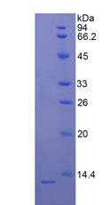 Active Epithelial Neutrophil Activating Peptide 78 (ENA78)