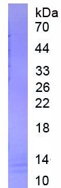 Active Epithelial Neutrophil Activating Peptide 78 (ENA78)