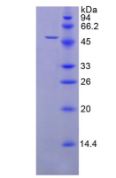 Active Phospholipase A2 Group VII (LpPLA2)