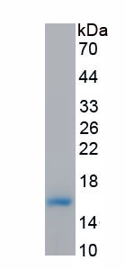 Active Calcitonin Gene Related Peptide (CGRP)