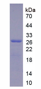 Active Glypican 4 (GPC4)