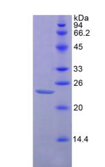 Active Integrin Associated Protein (IAP)