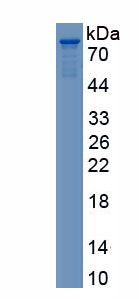 Active VGF Nerve Growth Factor Inducible (VGF)