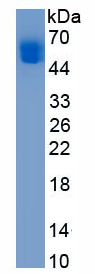 APB167Mu62.png