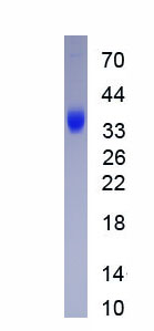 Active Interleukin 19 (IL19)