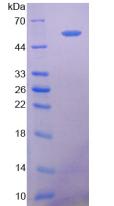 Active Cluster Of Differentiation 73 (CD73)