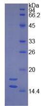 Active Integrin Beta 3 (ITGb3)