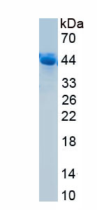 Active Cathepsin D (CTSD)