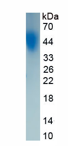 Active B-Lymphocyte Activation Antigen B7-1 (LAB7-1)