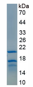 Active Proteinase 3 (PR3)
