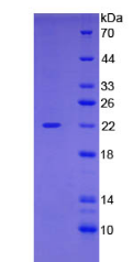 Active Cofilin 1 (CFL1)