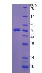 Active Neuraminidase (NEU)