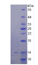 Active Surfactant Protein C (SP-C)