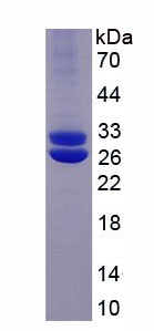 Active Integrin Alpha M (CD11b)