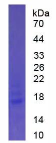 Active Interleukin 25 (IL25)