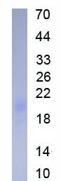 Active Interleukin 25 (IL25)