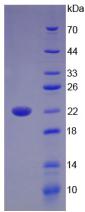 Active Interleukin 17B (IL17B)