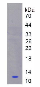 Active S100 Calcium Binding Protein A8 (S100A8)