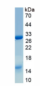 Active S100 Calcium Binding Protein A9 (S100A9)