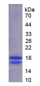 Active Vascular Endothelial Growth Factor 121 (VEGF121)