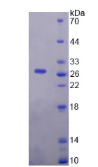 Active Neuregulin 1 (NRG1)