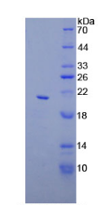 Active Apolipoprotein C3 (APOC3)