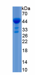 Active Monokine Induced By Interferon Gamma (MIg)