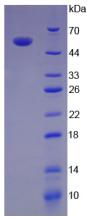 Active Interleukin 35 (IL35)