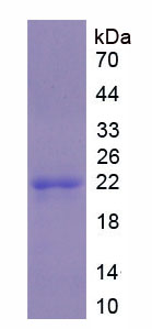 Active Interleukin 28B (IL28B)