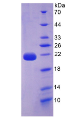 Active Interleukin 22 (IL22)