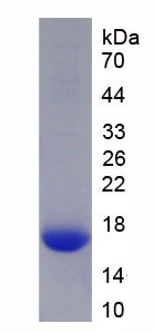 Active Growth Differentiation Factor 15 (GDF15)