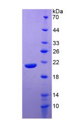 Active Interleukin 20 (IL20)