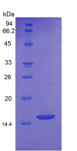 Active Growth Differentiation Factor 6 (GDF6)