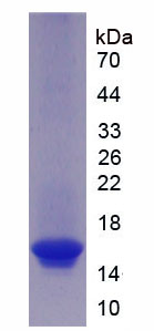 Active Collagen Type VI Alpha 1 (COL6a1)