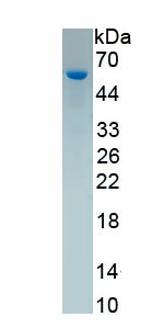 Active Ubiquitin Specific Peptidase 7 (USP7)