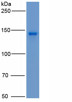 Active Contactin Associated Protein Like Protein 2 (CNTNAP2)