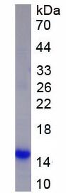 Active Angiotensin III (AngIII)