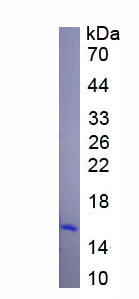 Active Cathelicidin Antimicrobial Peptide (CAMP)