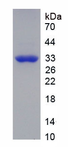 Active Fibroblast Growth Factor 3 (FGF3)