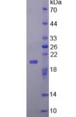 Active Fibroblast Growth Factor 22 (FGF22)