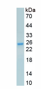 Active Fibroblast Growth Factor 12 (FGF12)