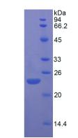 Active Fibroblast Growth Factor 13 (FGF13)