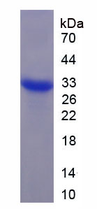 Active Calpain 3 (CAPN3)