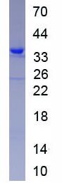 Active Fibrinogen Like Protein 1 (FGL1)