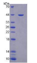 Active Paraoxonase 3 (PON3)