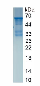 Active Cytochrome P450 1A1 (CYP1A1)