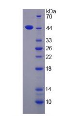 Active Interleukin 17D (IL17D)