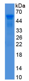 APD993Mu01.png
