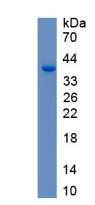 Active Defensin Alpha 6, Paneth Cell Specific (DEFa6)