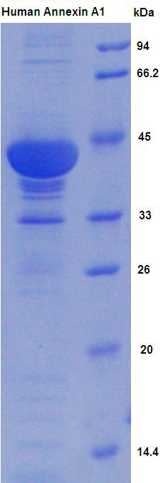Active Annexin A1 (ANXA1)